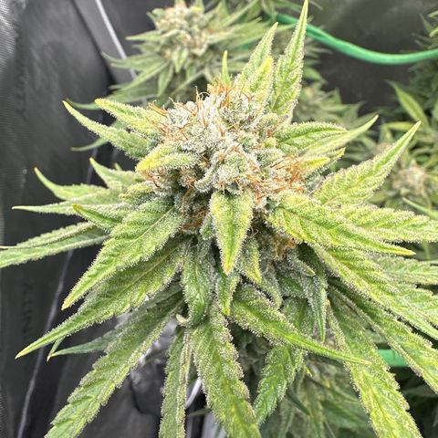 Amnesia growlog timeline photo