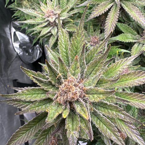 Purple Punch growlog timeline photo