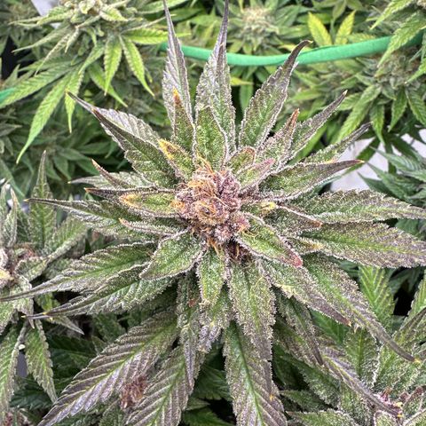 Purple Punch growlog timeline photo