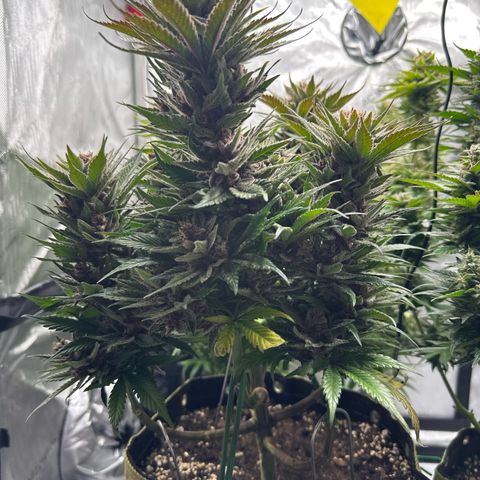 Purple Punch growlog timeline photo