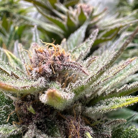 Purple Punch growlog timeline photo