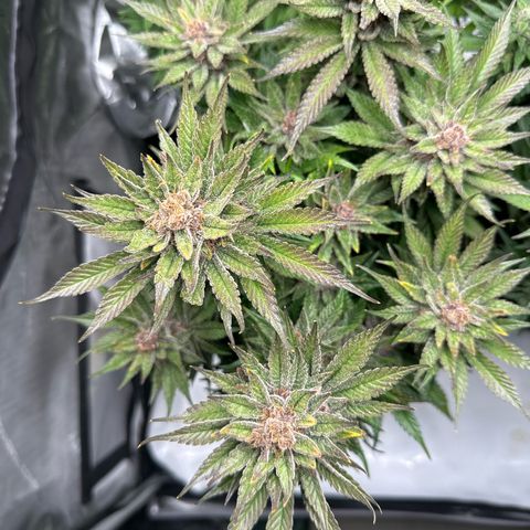 Purple Punch growlog timeline photo