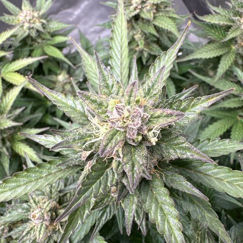 Purple Lemonade Auto growlog timeline photo