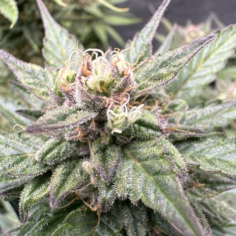 Purple Lemonade Auto growlog timeline photo