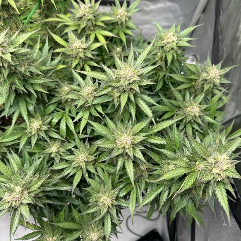 Purple Lemonade Auto growlog timeline photo