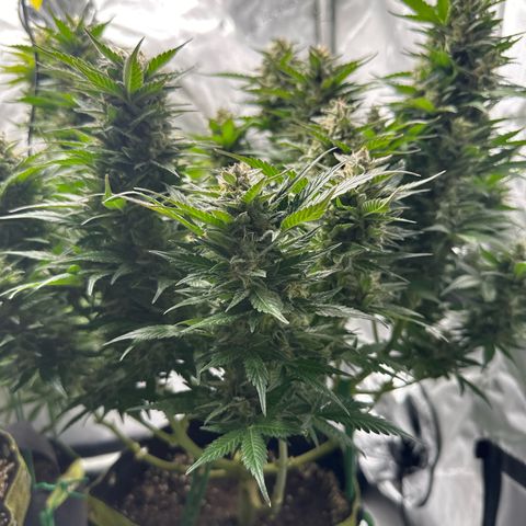 Purple Lemonade Auto growlog timeline photo