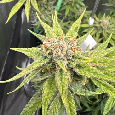 Amnesia growlog timeline photo