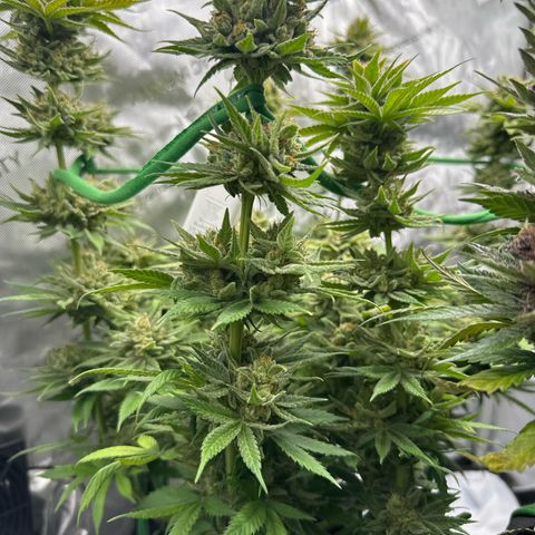 Amnesia growlog timeline photo
