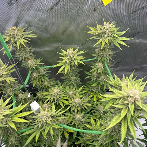 Amnesia growlog timeline photo