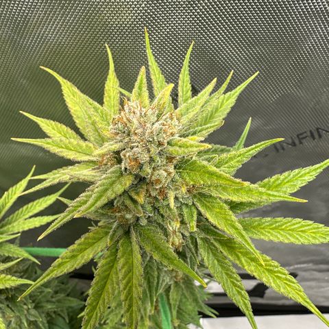 Amnesia growlog timeline photo