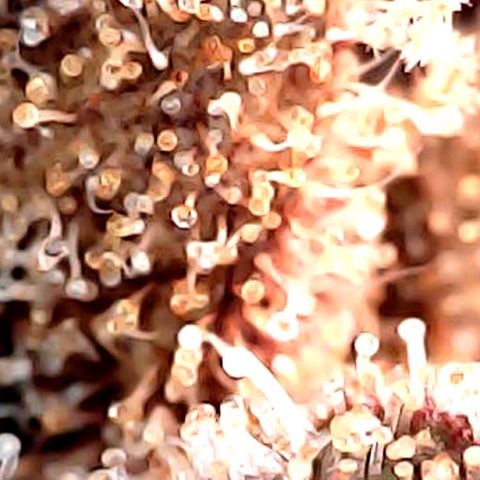 Purple Punch growlog timeline photo
