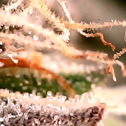 Purple Punch growlog timeline photo