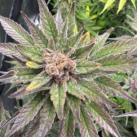 Purple Punch growlog timeline photo