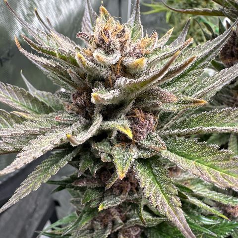 Purple Punch growlog timeline photo