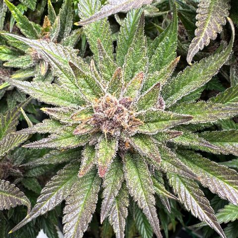 Purple Punch growlog timeline photo