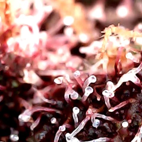 Purple Punch growlog timeline photo
