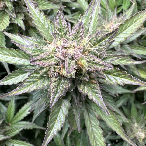 Purple Lemonade Auto growlog timeline photo