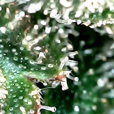 Purple Lemonade Auto growlog timeline photo