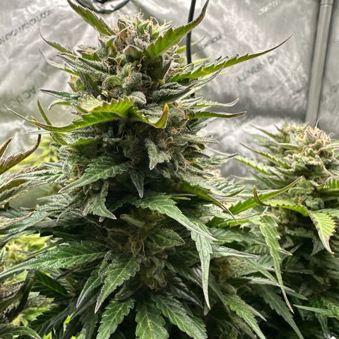 Purple Lemonade Auto growlog timeline photo