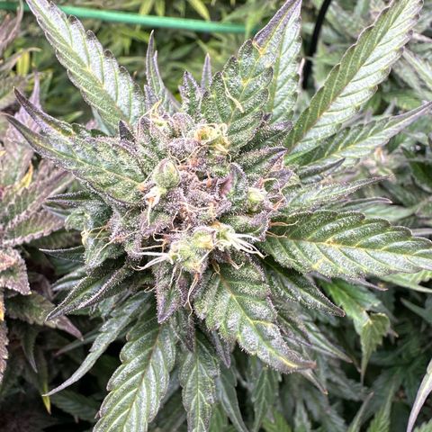 Purple Lemonade Auto growlog timeline photo