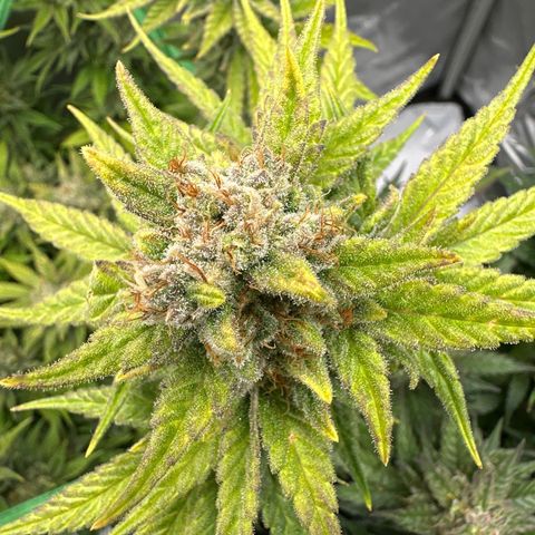 Amnesia growlog timeline photo