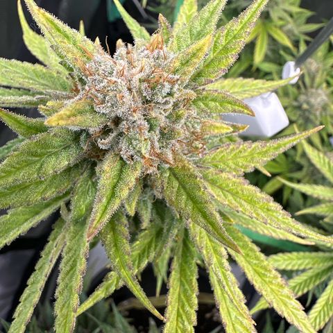Amnesia growlog timeline photo