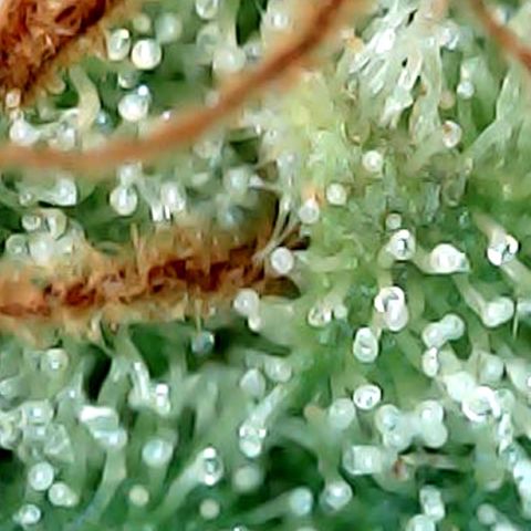Amnesia growlog timeline photo