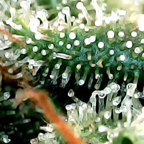 Amnesia growlog timeline photo