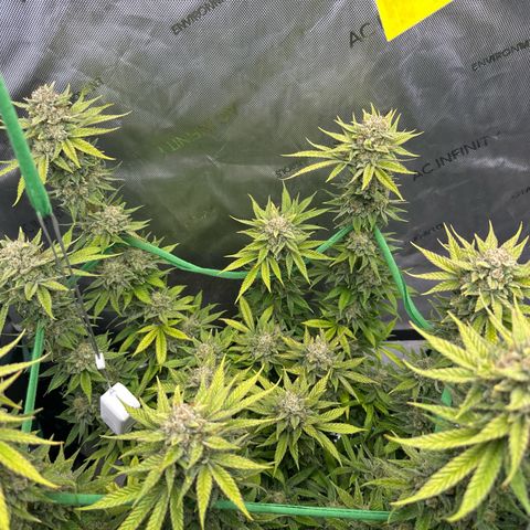 Amnesia growlog timeline photo