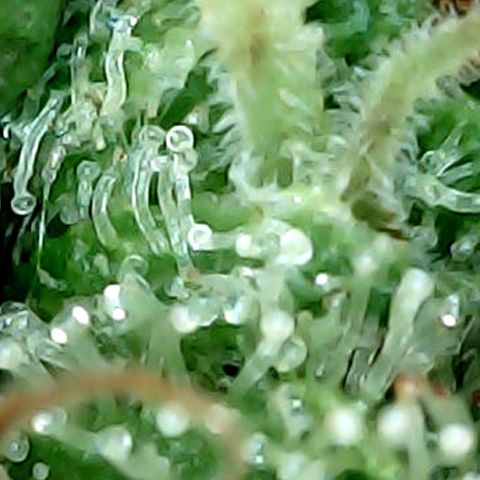 Amnesia growlog timeline photo