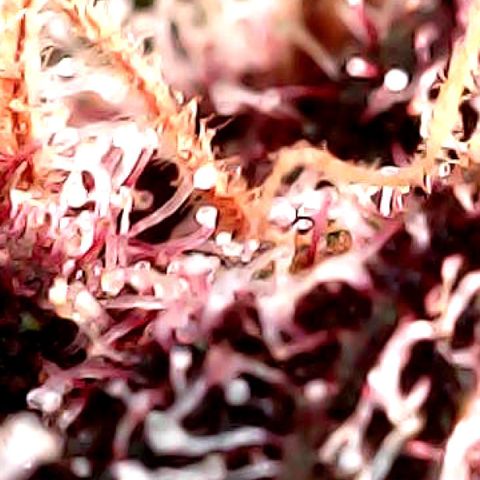 Purple Punch growlog timeline photo