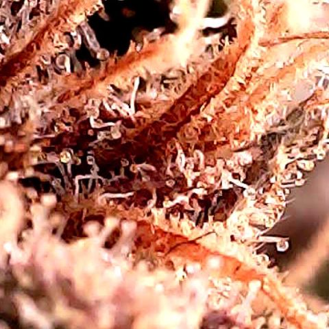 Purple Punch growlog timeline photo