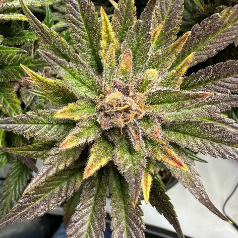 Purple Punch growlog timeline photo