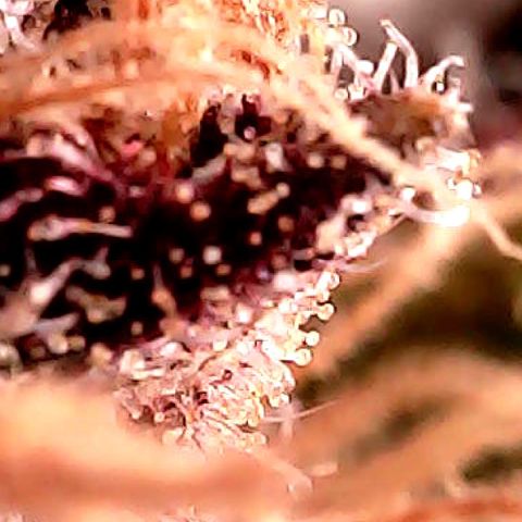 Purple Punch growlog timeline photo