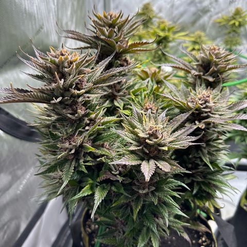Purple Punch growlog timeline photo