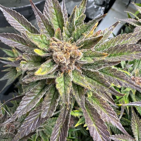 Purple Punch growlog timeline photo