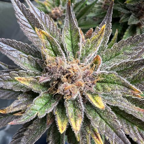 Purple Punch growlog timeline photo