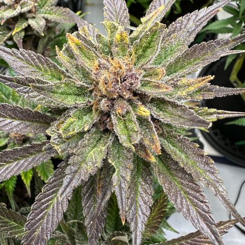 Purple Punch growlog timeline photo