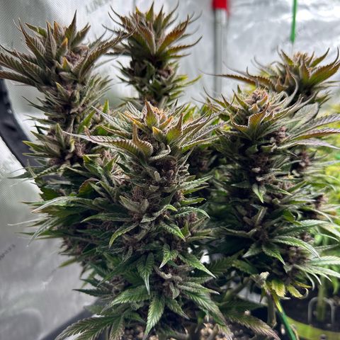 Purple Punch growlog timeline photo