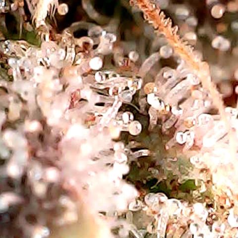 Amnesia growlog timeline photo
