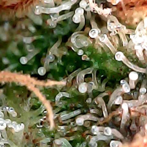 Amnesia growlog timeline photo
