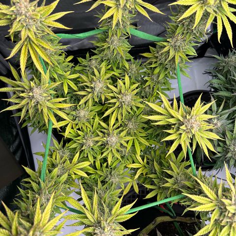 Amnesia growlog timeline photo