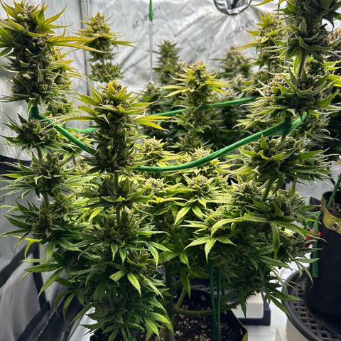 Amnesia growlog timeline photo