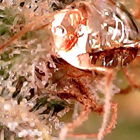 Amnesia growlog timeline photo
