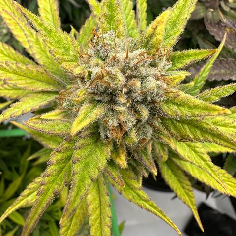 Amnesia growlog timeline photo