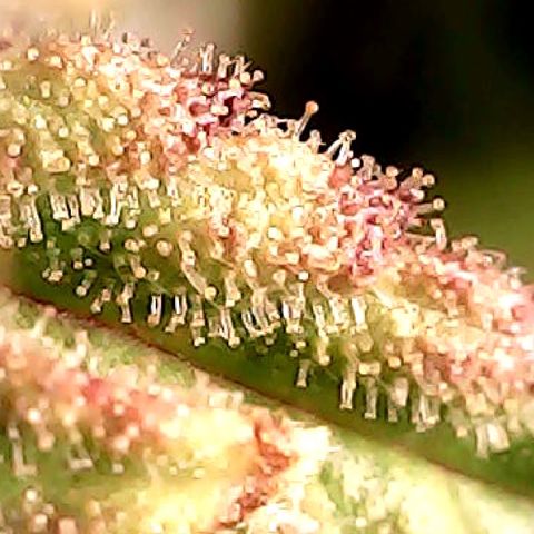 Amnesia growlog timeline photo
