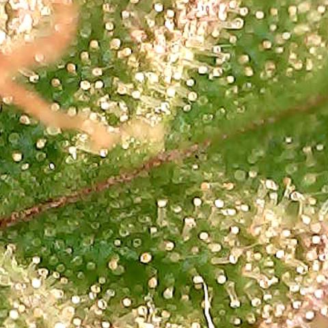 Amnesia growlog timeline photo