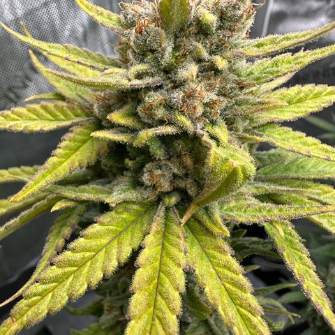 Amnesia growlog timeline photo