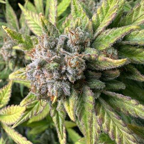 Amnesia growlog timeline photo