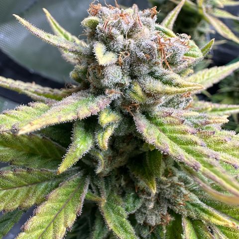 Amnesia growlog timeline photo
